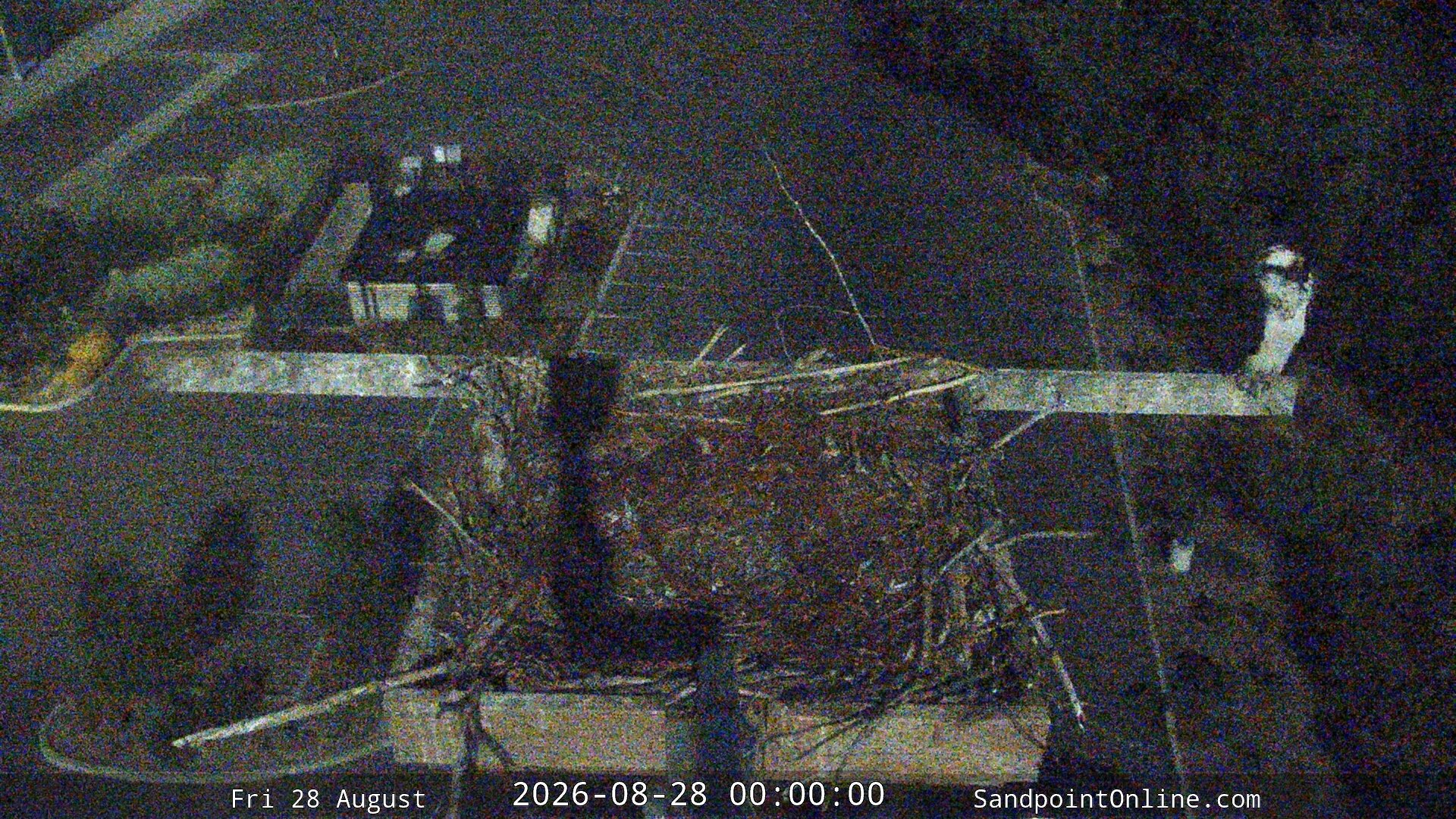 time-lapse frame, Sandpoint Online - Osprey Nest Time-lapse webcam