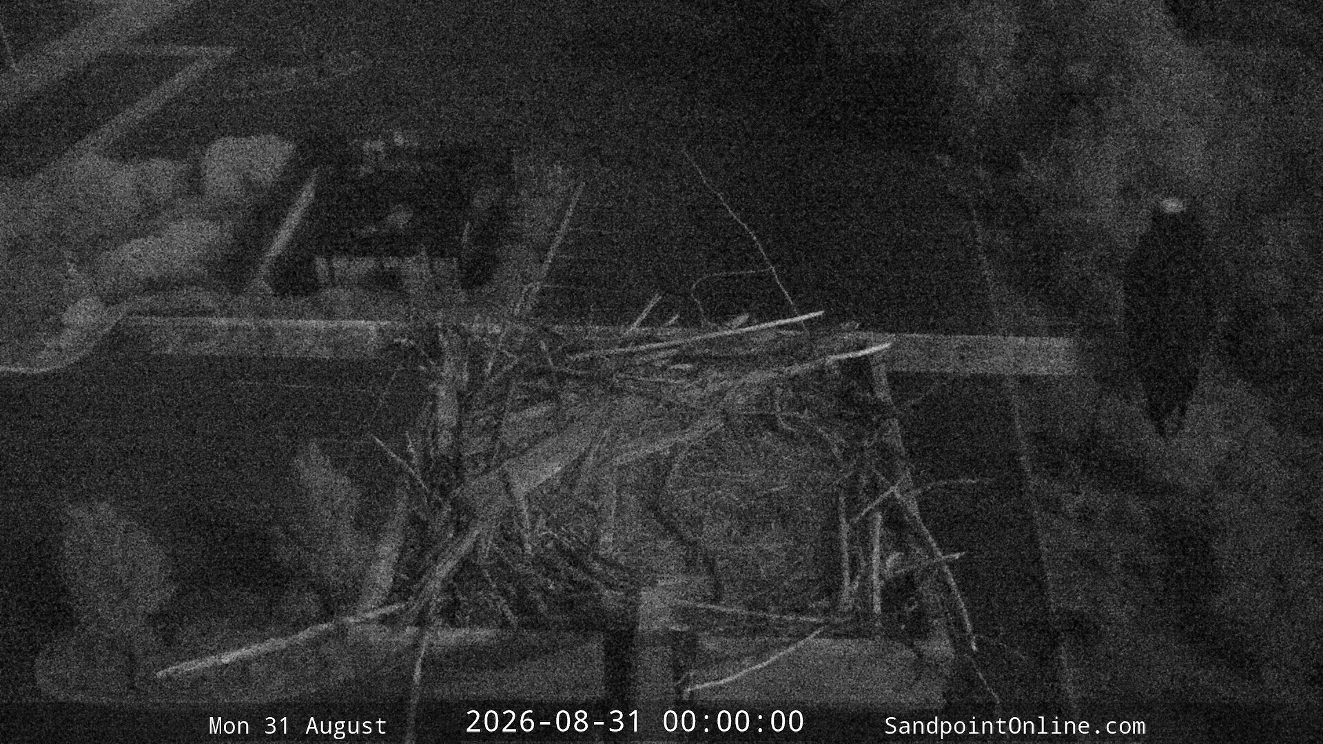 time-lapse frame, Sandpoint Online - Osprey Nest Time-lapse webcam