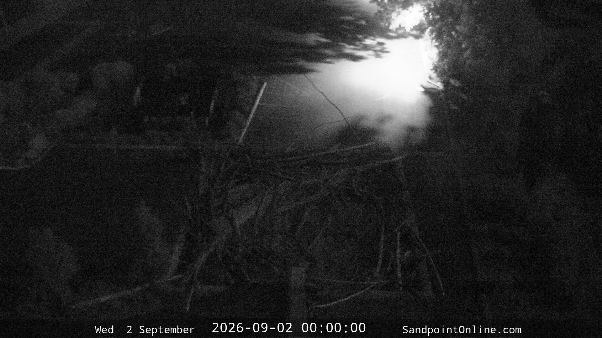 time-lapse frame, Sandpoint Online - Osprey Nest Time-lapse webcam