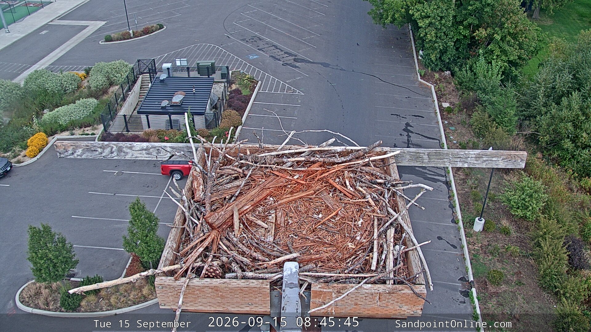 time-lapse frame, Sandpoint Online - Osprey Nest Time-lapse webcam